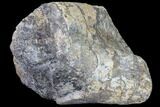 Polished Dinosaur Bone (Gembone) Section - Colorado #86825-2